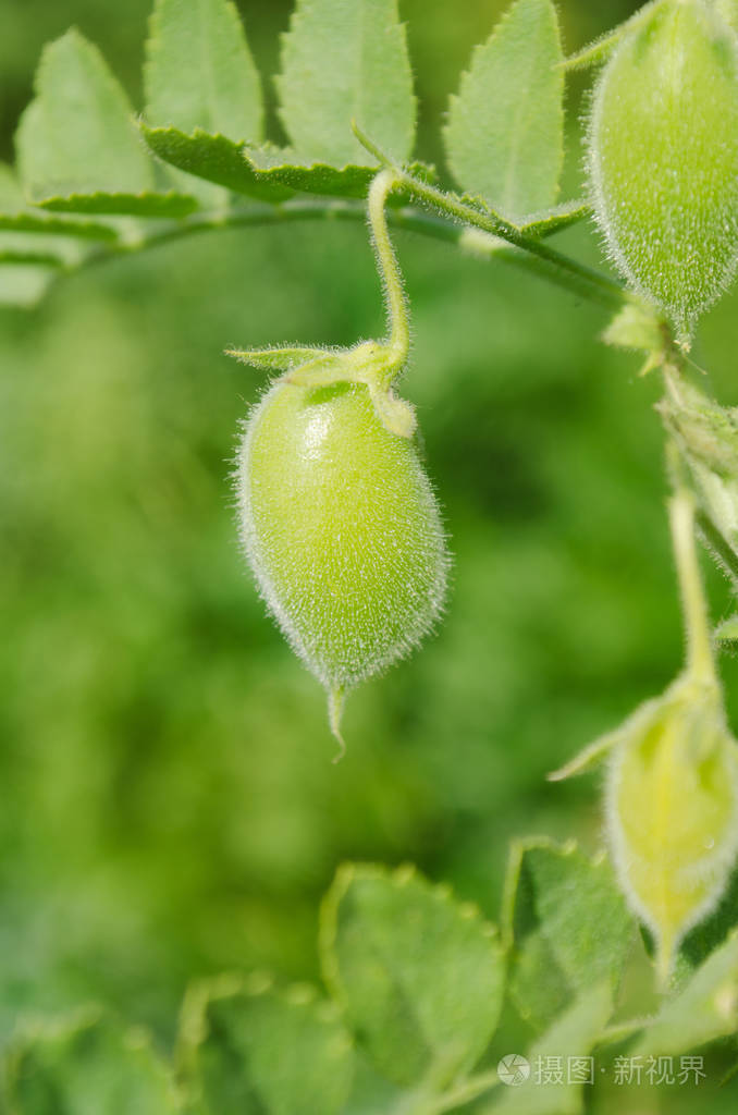 绿荚鹰嘴豆绿色鹰嘴豆在荚外的焦点花园背景鹰嘴豆植物细节在田间生长