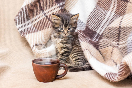 早餐香咖啡。一只小猫靠近一杯咖啡。咖啡在床上。早晨的咖啡为快乐