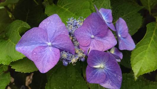 蓝紫色绣球花霍滕西亚花瓣和绿叶特写