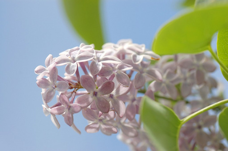 春天紫丁香花与绿枝