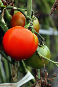 与日益增长的绿色叶子红番茄