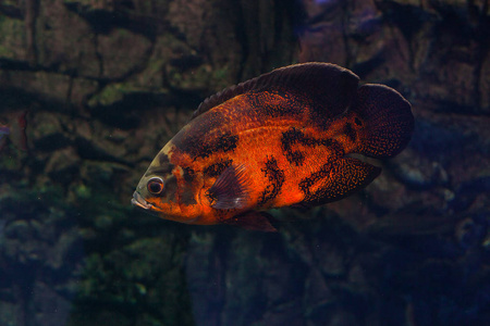 Astronotus 漂浮在水族馆里。奥斯卡鱼