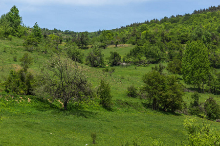 保加利亚 Pazardzhik Rhodopes 山 Fotinovo 村附近绿色丘陵的春季景观