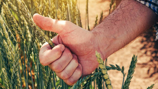 满意农民农艺师在对谷物植物发育控制检查中的田间小麦生长进行分析后, 对其作了手势