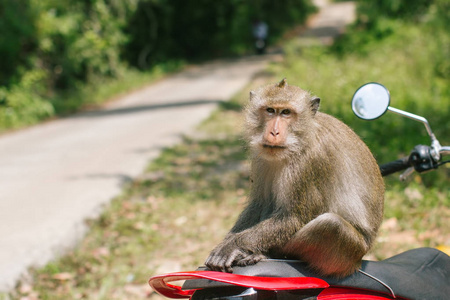 坐在摩托车上的猴子