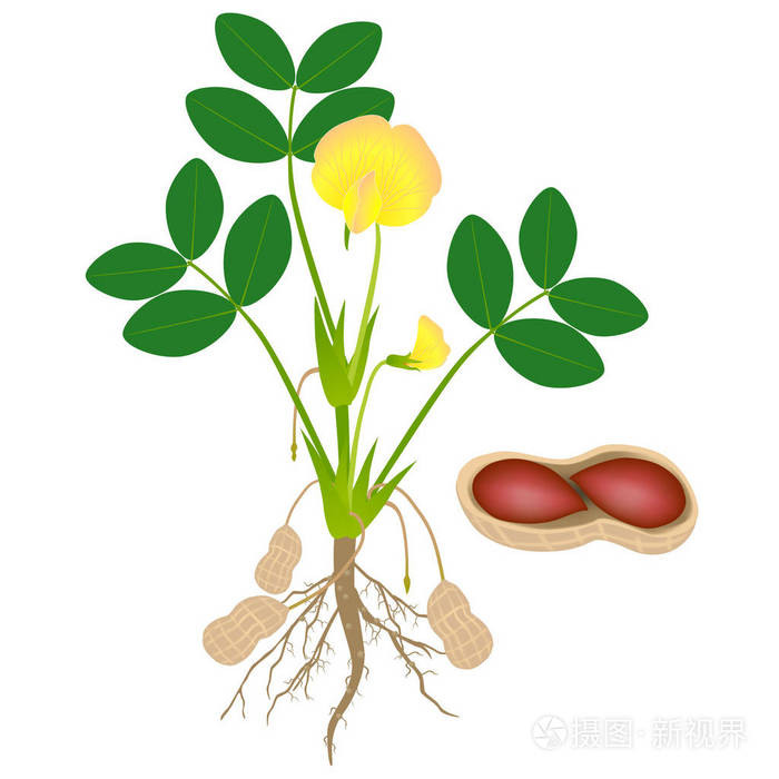 白色背景下种子分离的花生植株