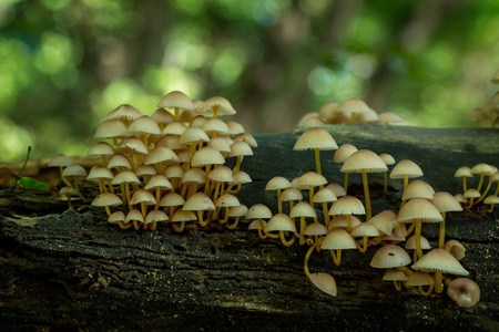 漂亮的特写图片从一个小蘑菇
