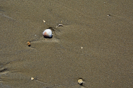 海贝壳的鸟图在沙子背景