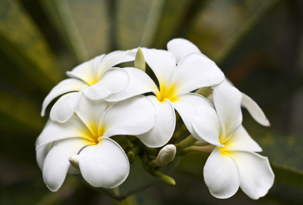 热带花枝梅花