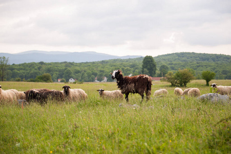 草丛中的褐色绵羊图片