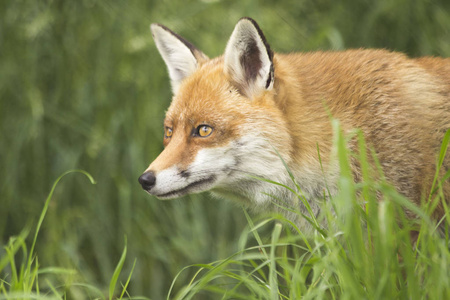 野生狐狸在自然环境中的特写