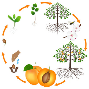 白色背景下杏树的生命周期