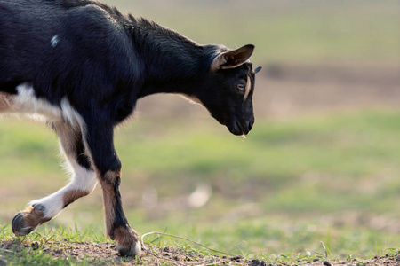 漂亮的黑色 goatling 在侧面行走在草地上