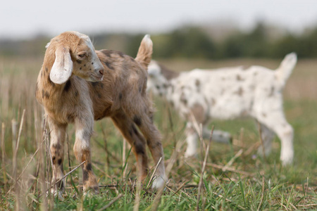 棕色的小盎格鲁努比亚 goatling 在草地上