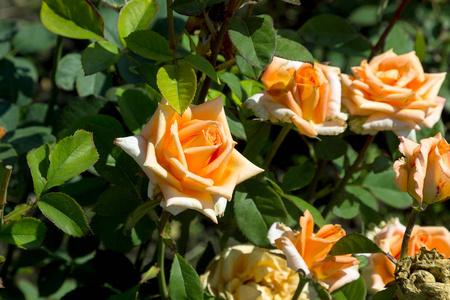 园橙玫瑰花在绿草的背景下。花。惊人的橙色玫瑰。软选择性 focu