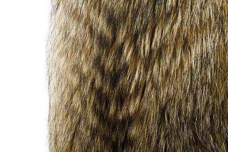 浣熊狗毛。作为纹理或背景有用