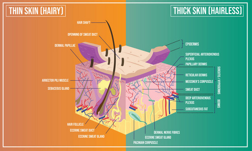 皮肤结构解剖学的矢量图解