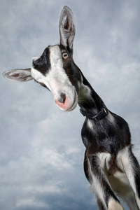 滑稽的黑白斑点山羊粉红色的鼻子, 和毛皮耳环, 拍摄的广角镜头