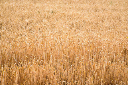在阳光明媚的日子里在田野里成熟的麦子