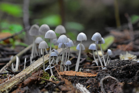 Coprinellus disseminatus 蘑菇在野外, 仙女 inkcap