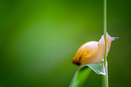 蜗牛的微距即将爬上一片叶子