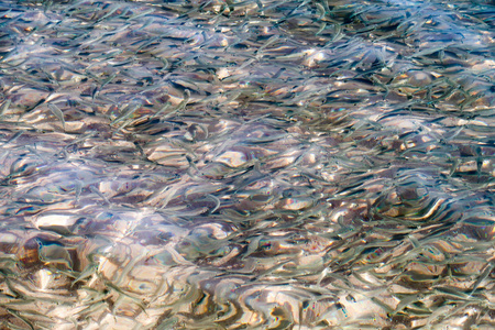 许多小鱼在海里游泳。