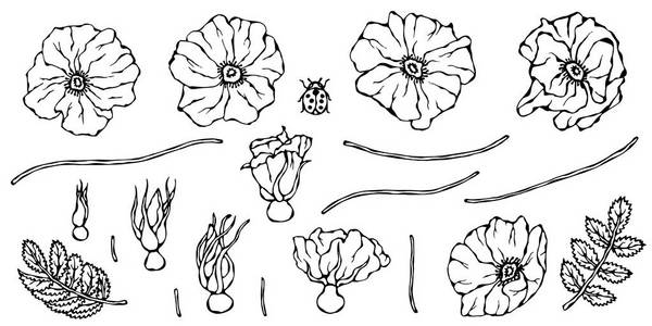 野玫瑰花。狗玫瑰, 荆棘叶。植物学画。实际手绘插图。Savoyar 涂鸦风格