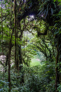 尼加拉瓜 Ometepe 岛 Maderas 火山覆盖的云林