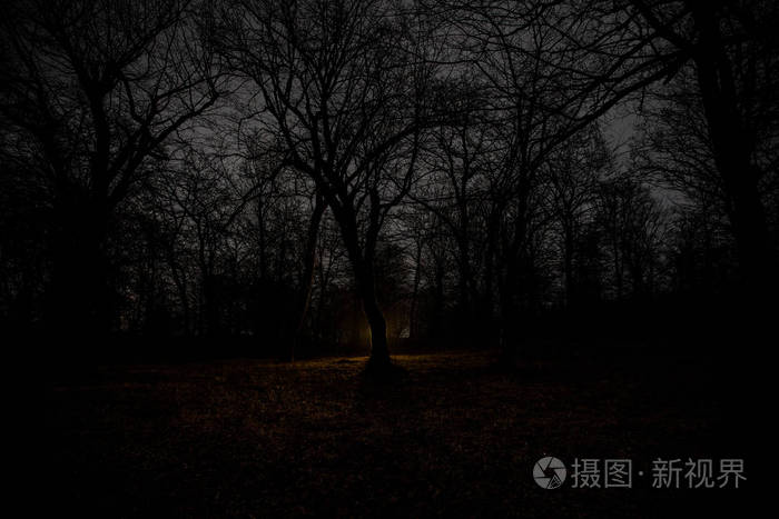 雾时森林里的黑夜.梦幻般的夜森林场面.恐怖万圣节的概念.童话