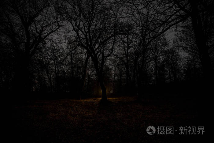 梦幻般的夜森林场面.恐怖万圣节的概念.童话