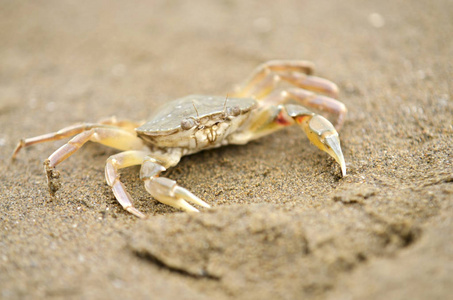 沙滩蟹沿着海滩退潮