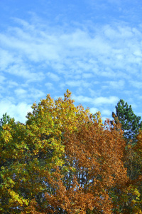 漂亮彩色的秋天的树木在欧洲