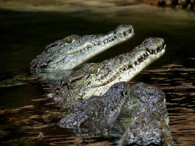 尼罗河鳄鱼 鳄罗非鱼, crocodles 寻找出的水等待饲料