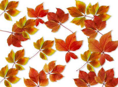 秋季背景。五颜六色的红色和橙色秋天叶子散落在白色背景上