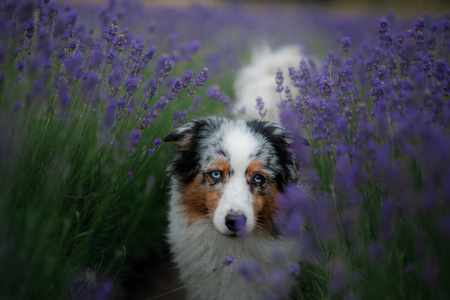 澳大利亚牧羊犬在薰衣草领域