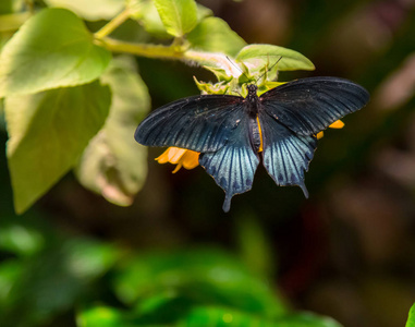 美丽的蝴蝶躺在木头上。Frim 公园, 马来西亚