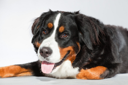 年轻 berner 森嫩狗隔离灰色