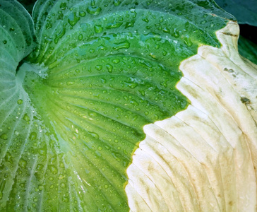 已感染疾病的玉簪植物的叶子图片
