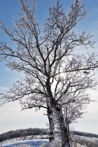 冬天树