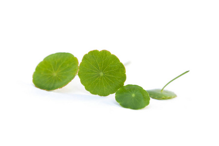 亚洲 pennywort, 新鲜的 gotu, 在白色背景下被隔绝。药材