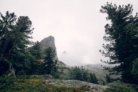 雾中的森林与岩石