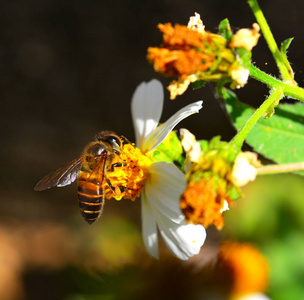 abeilles  une fleur