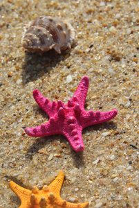 粉红色的海星和海滩上的贝壳图片