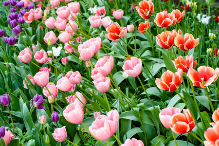 美丽的红色和粉红色的郁金香花草甸, 选择性聚焦。春季自然背景