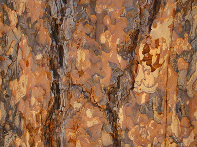 亚利桑那州塞多纳以北橡树河峡谷西叉黄松松树皮的提取特写