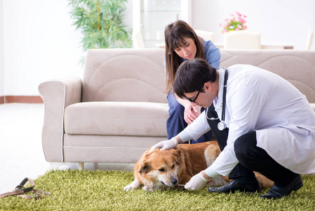 兽医参观金猎犬狗在家