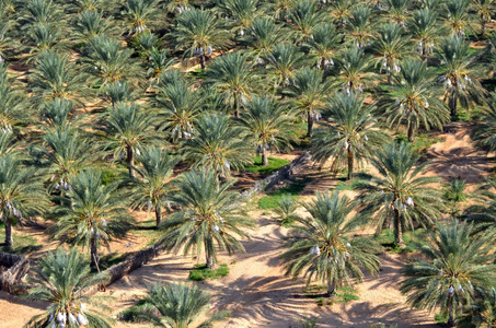 撒哈拉沙漠绿洲