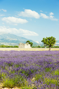 高原 de valensole，普罗旺斯，法国薰衣草田地