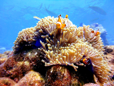 在美兰，泰国家庭小丑 anemonefish