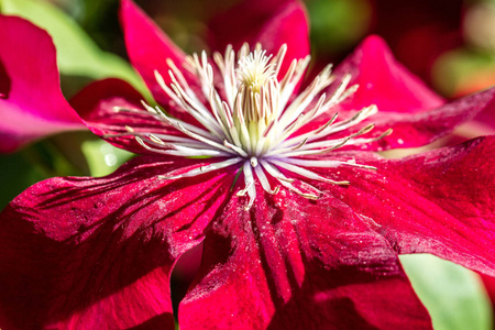 一个美丽的红色激情的特写, 在一个阳光明媚的花园里, 雌蕊在夏天, 命名丽贝卡铁线莲